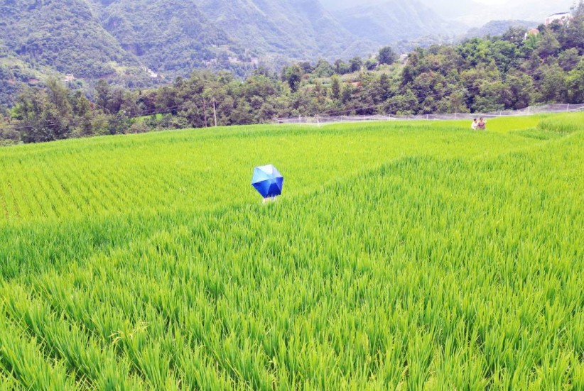 永善：稻田风光引客来