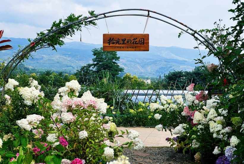 鲁甸龙树镇绣球花开出“美丽经济”